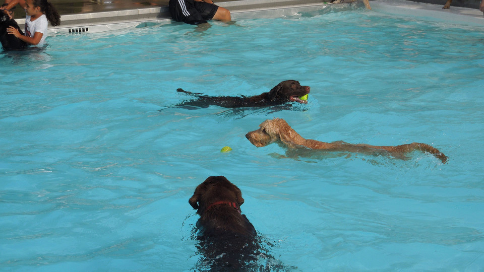 Dog Splash - CANCELLED
