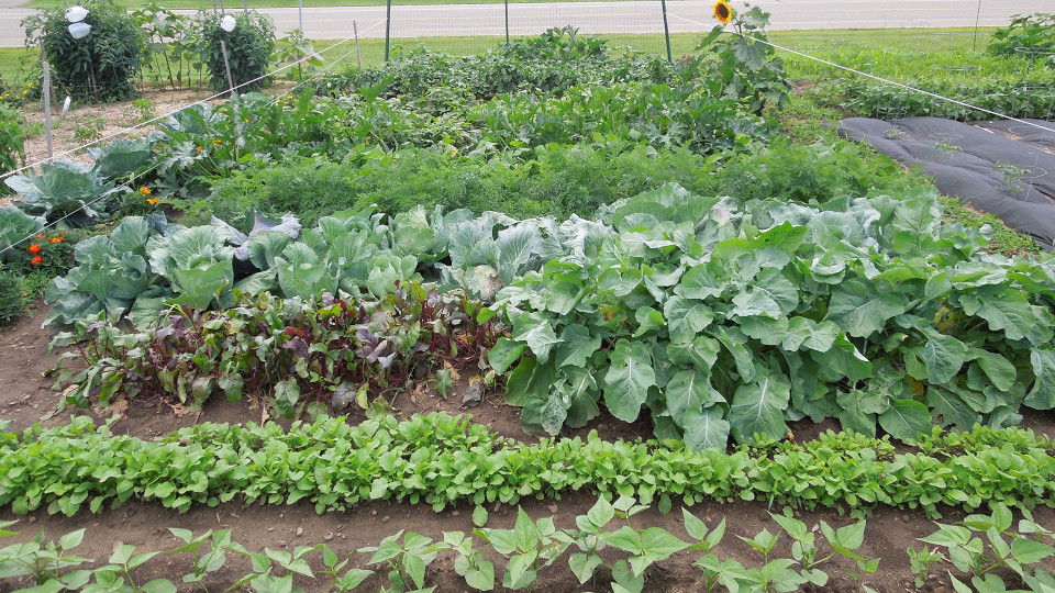 Community Garden 1