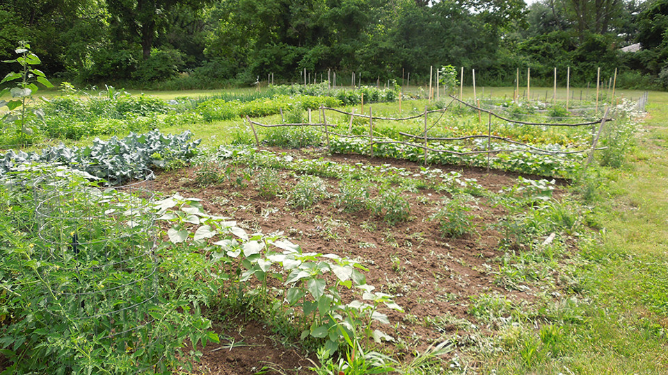 Community Garden 2